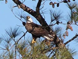 Photos courtesy of Eddie Elsberry, Director of Sustainability, Berry College Photos courtesy of Eddie Elsberry, Director of Sustainability, Berry College