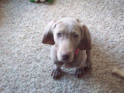 Puppy Sitting Puppy Sitting